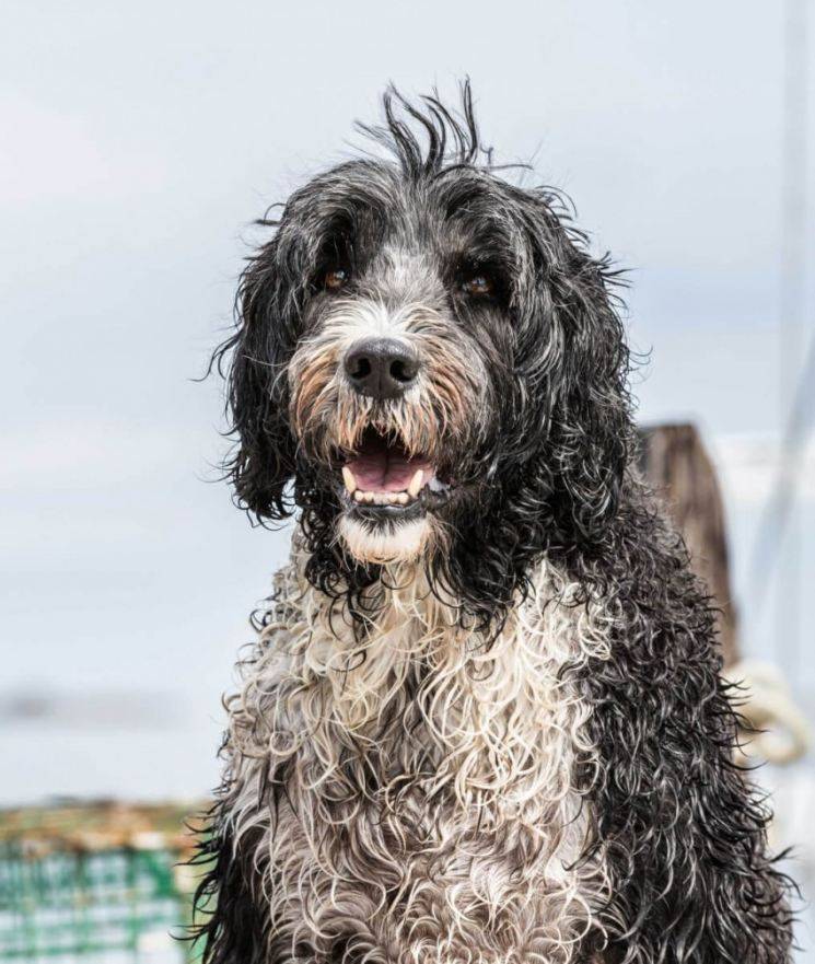 Информация о породе португальская водяная собака и особенностях ее характера | хиллс