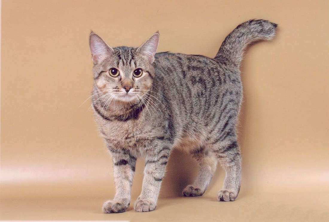 Пиксибоб кошка. описание, особенности, уход и цена кошки пиксибоб | животный мир