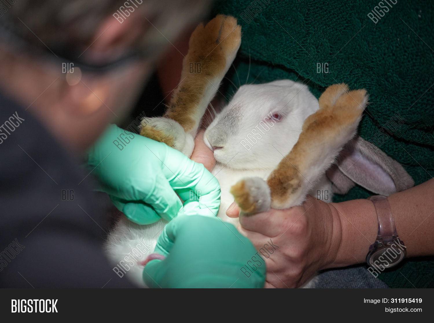 Кастрация кролика - когда необходима, подходящий возраст, уход после операции