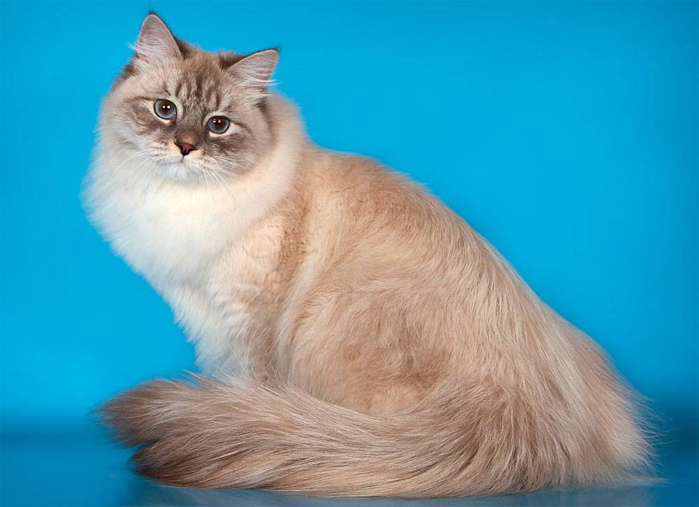 Длинношерстные кошки: список пород с описанием