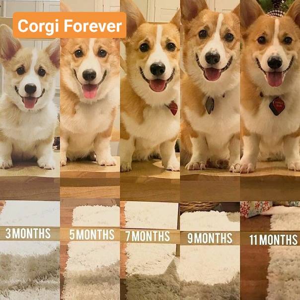 Сколько лет живут собаки в домашних условиях — таблица средней продолжительности жизни по породам