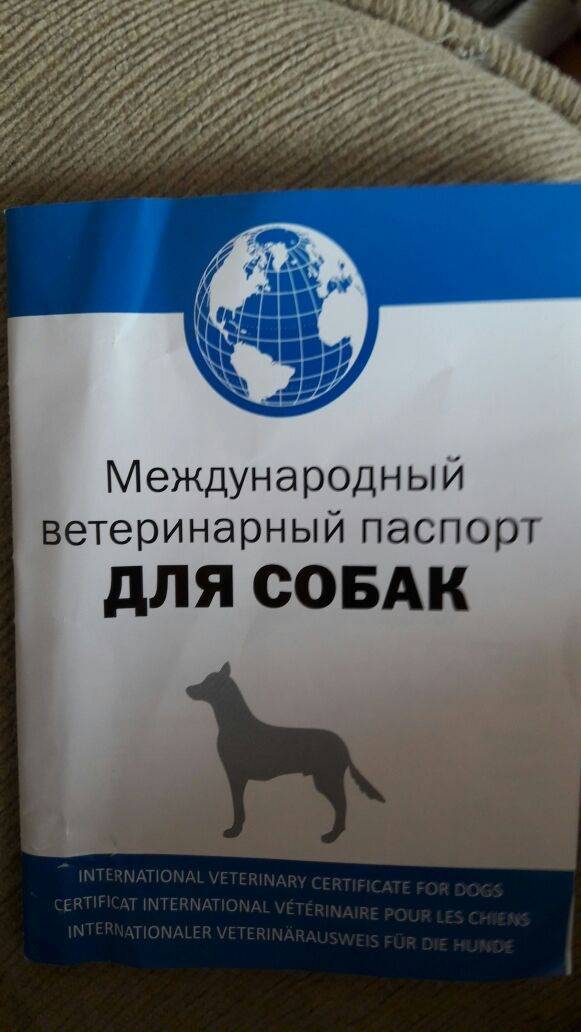 Порядок заполнения международных ветеринарных паспортов для собак