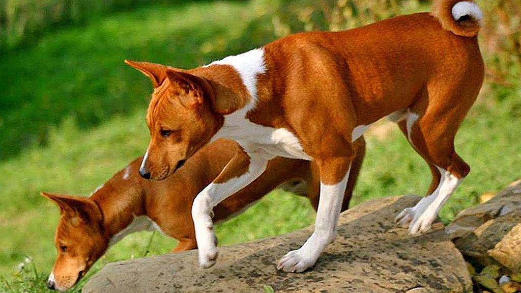 Африканская нелающая собака: особенности породы басенджи