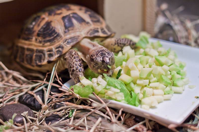Болотная черепаха в домашних условиях