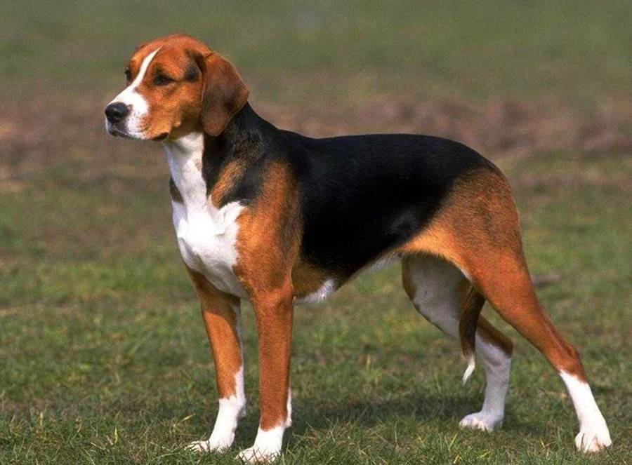Эстонская гончая: описание породы, характер собаки и щенка, фото, цена