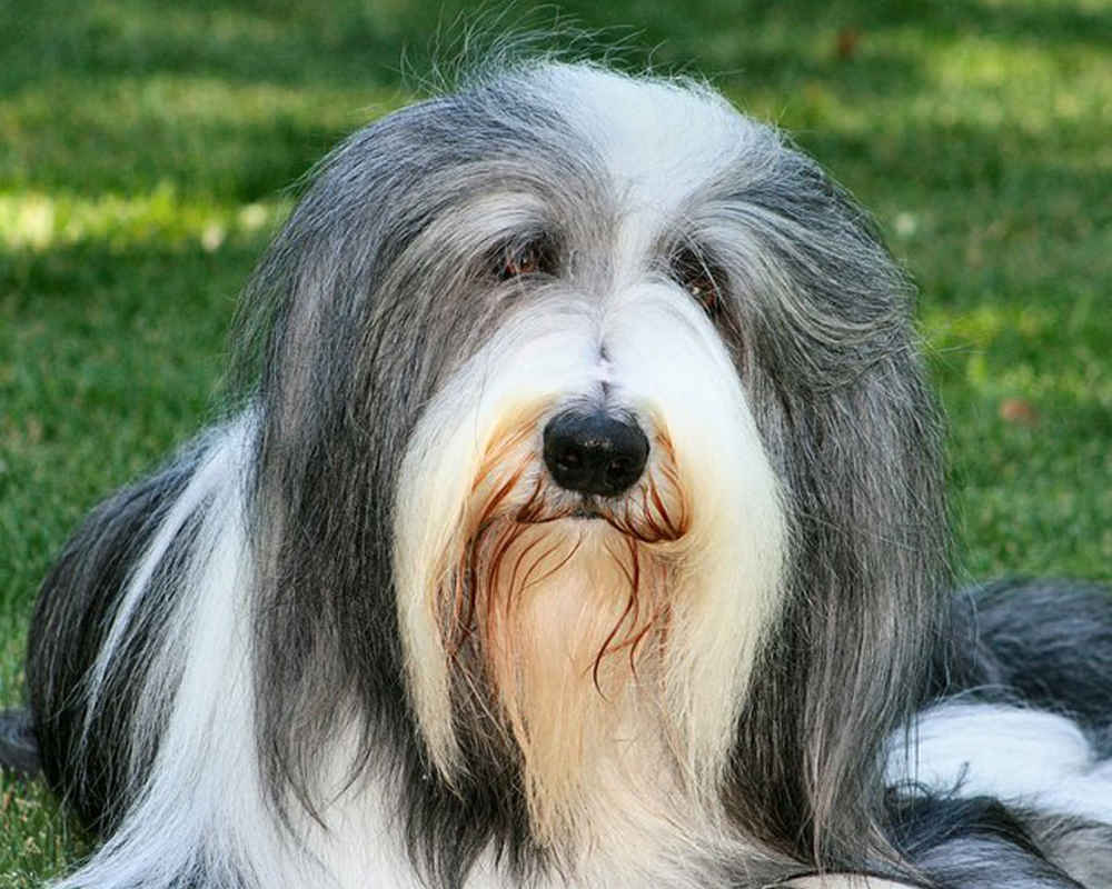 Описание породы собак бородатый колли с отзывами владельцев и фото