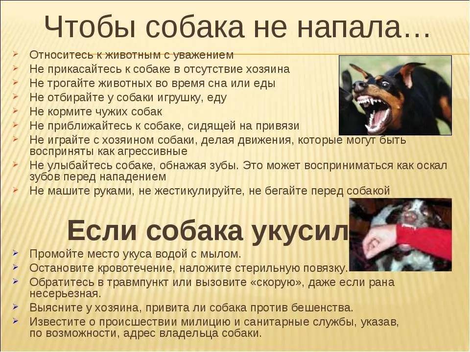 Советы кинологов: что нельзя делать при атаке злой собаки