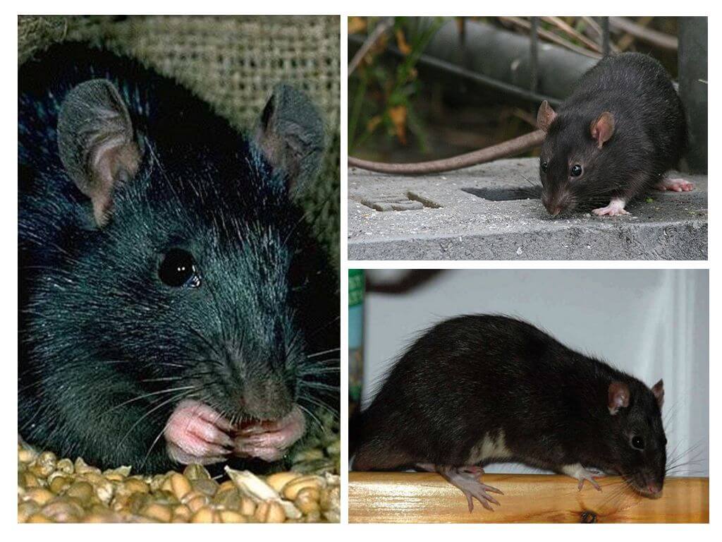 Виды крыс: уникальные породы и условия содержания