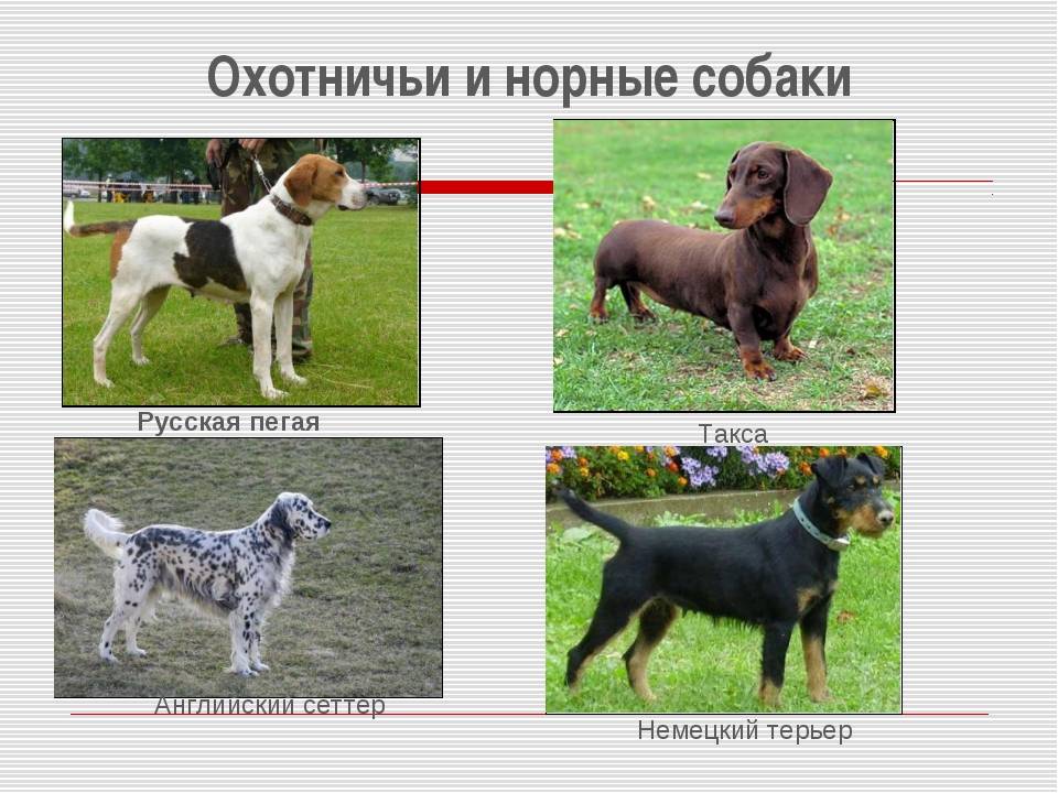 Породы охотничьих собак с фотографиями и названиями * маленькие и большие псы для охоты