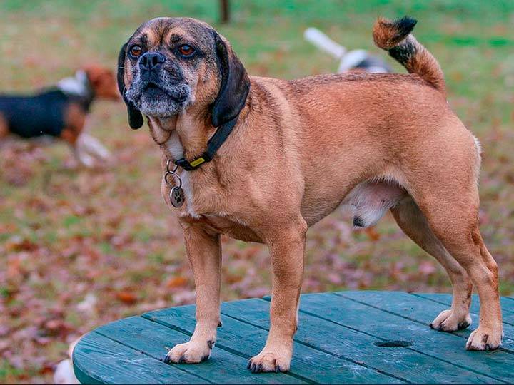 Мальтипу — порода собак с фото и описанием