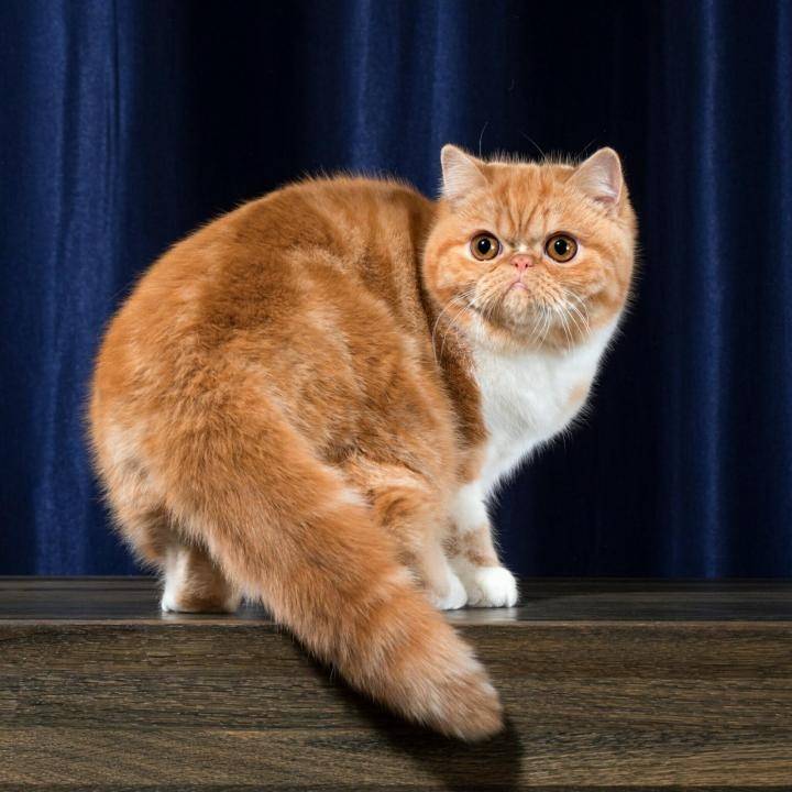 Экзотическая короткошерстная кошка: фото, описание, характер, содержание, отзывы