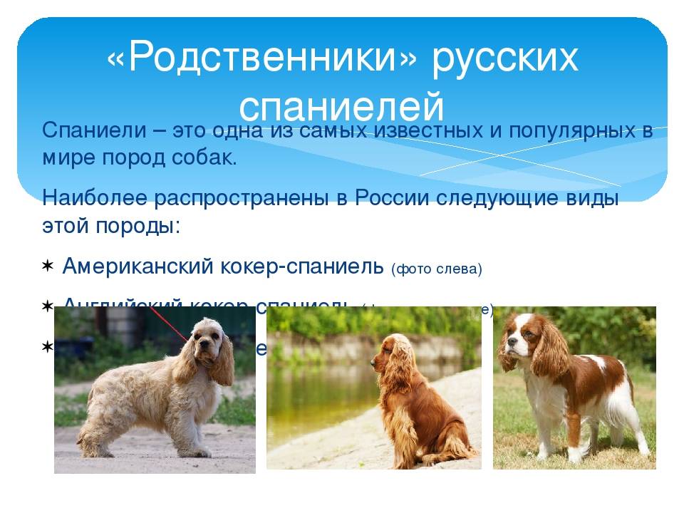 Русский спаниель – уход за собакой, особенности содержания, кормление и гигиена
