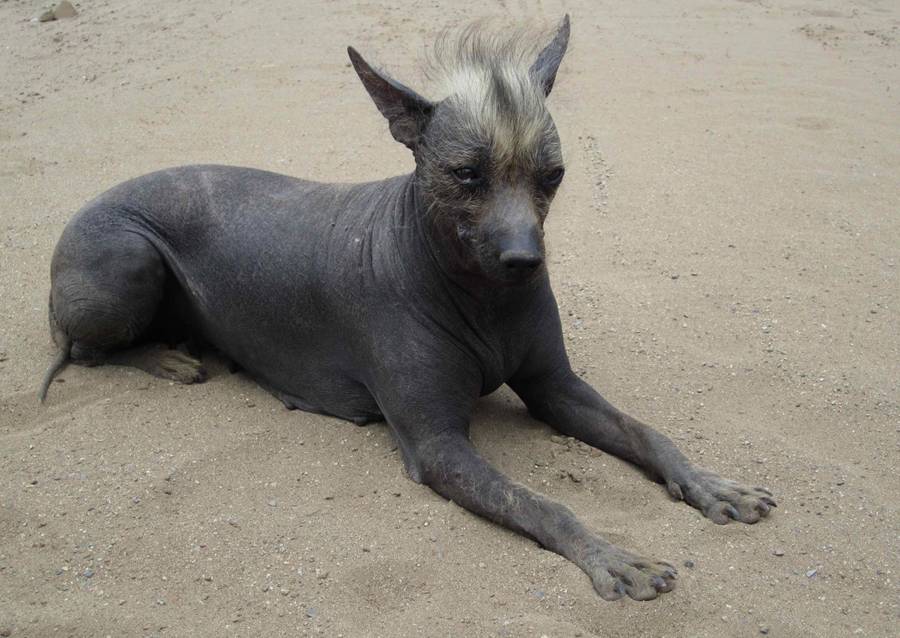 Мексиканская голая собака ксолоитцкуинтли: описание, фото, характер и особенности содержания породы