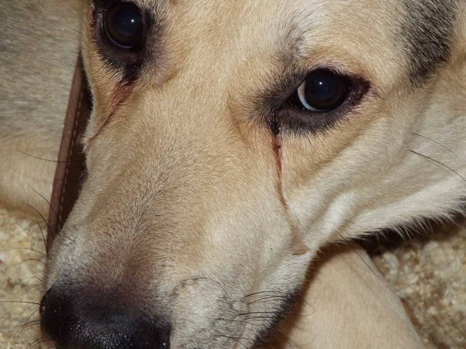 Могут ли собаки плакать от боли и грусти: что такое собачьи слезы, причины слез