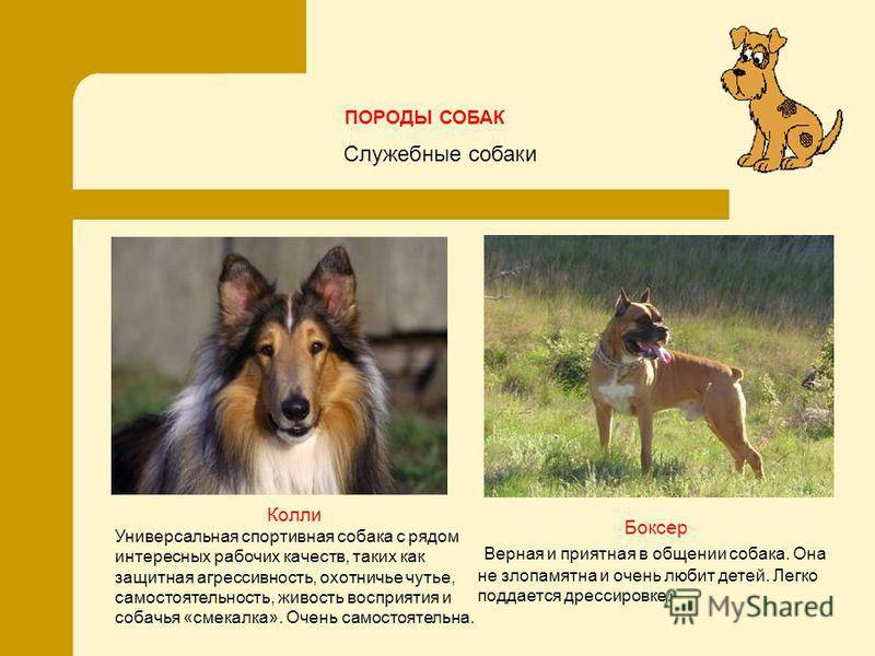 Порода собак колли – описание c фото, характеристика, цена, отзывы