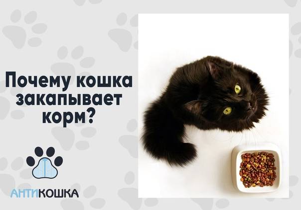 Почему кошки закапывают миску с едой после того как поели: что это значит