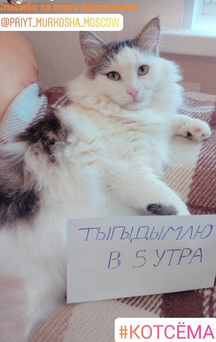 Почему кот мяукает без причины?