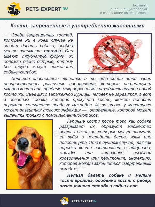 Можно ли собакам баранину: кормление субпродуктами, разрешено ли давать кости