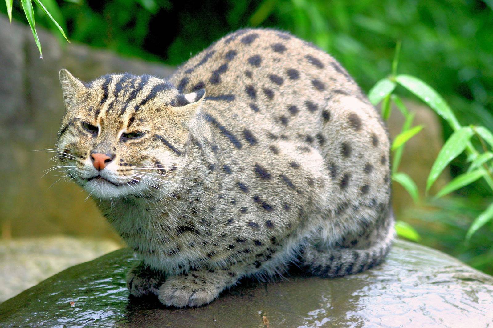 Виверровый кот-рыболов: описание, характер, среда обитания и образ жизни, фото
