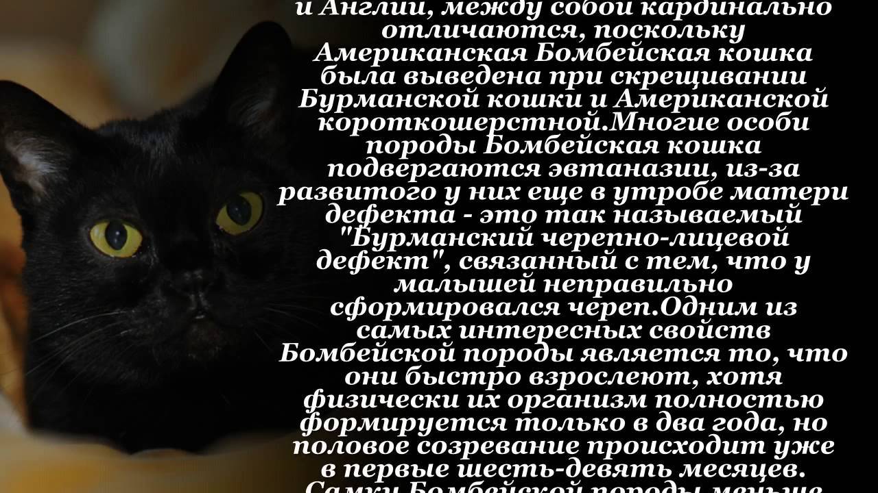 Бомбейская кошка: описание породы, характер, фото | voprosoff.net
