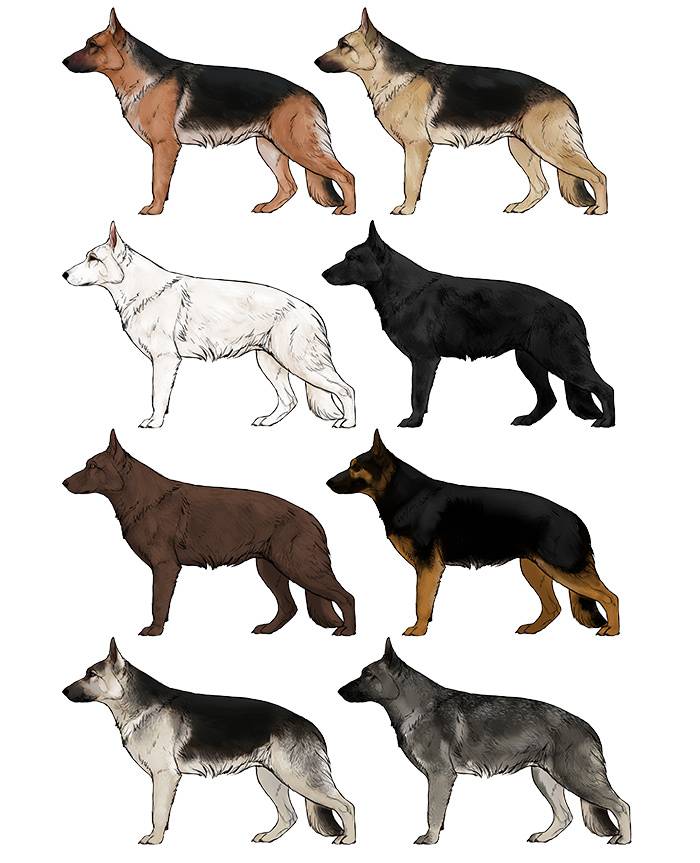 Какие породы собак наиболее похожи на волков по окрасу и телосложению