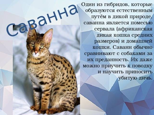 Сервал кошка: описание породы