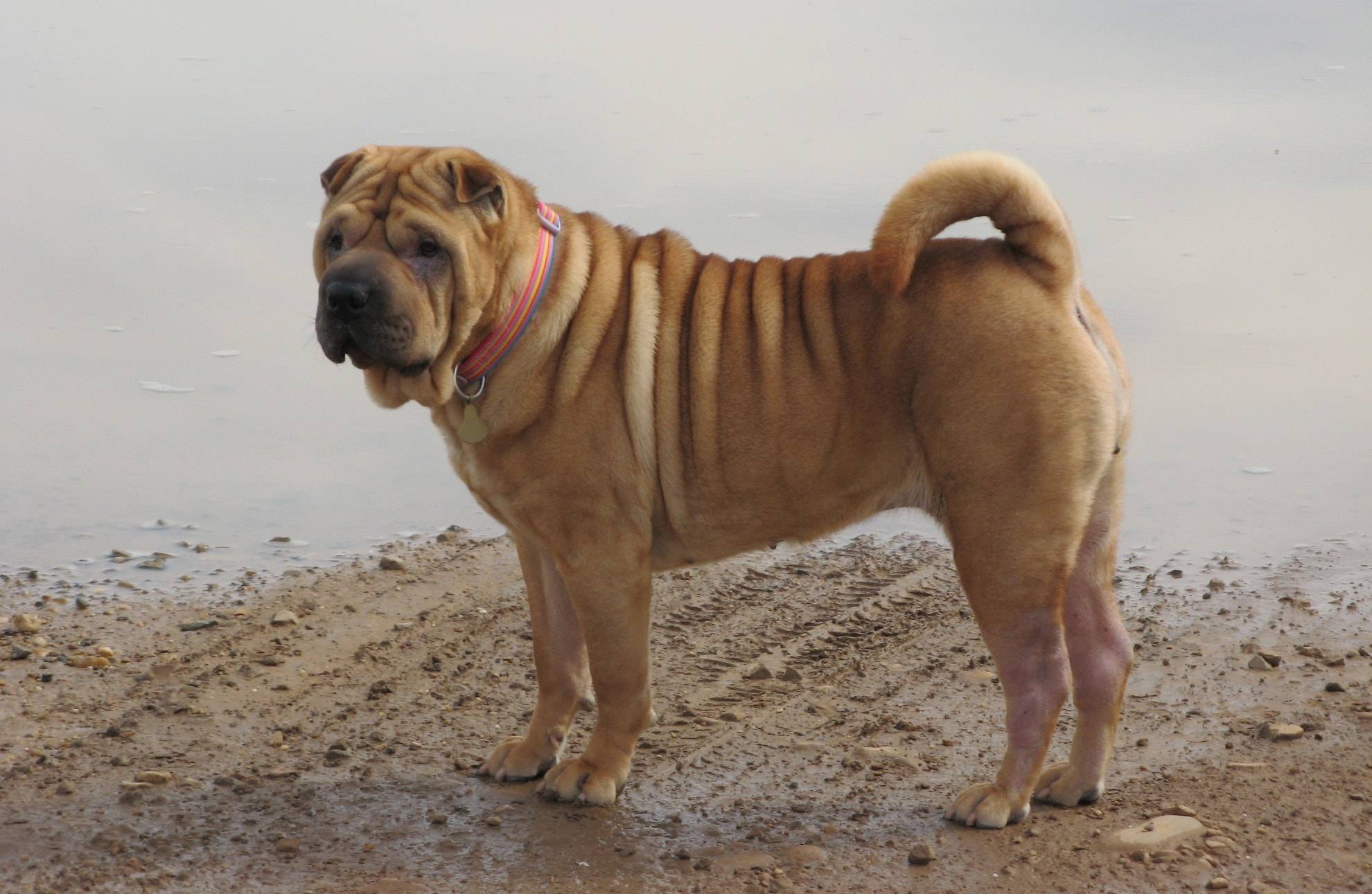 Шарпей - 87 фото самого милого сторожевого пса родом из китая
