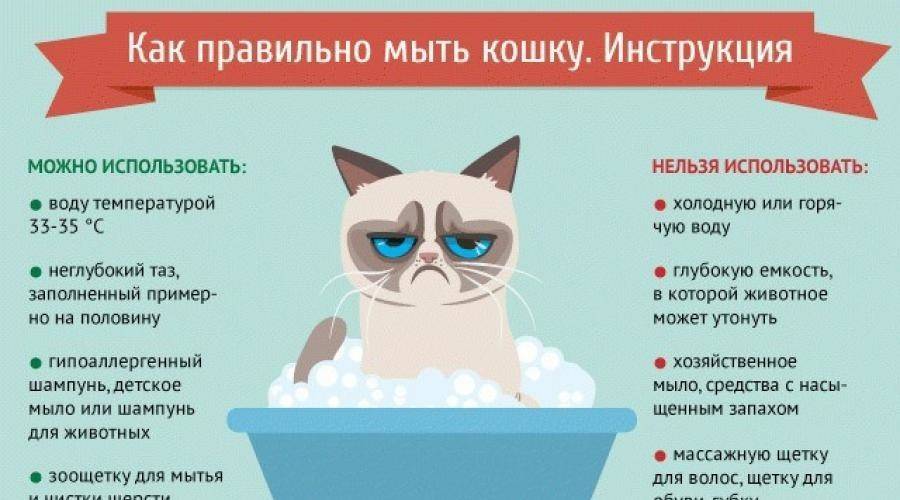 Как приучить котенка купаться – правила водных процедур для малыша