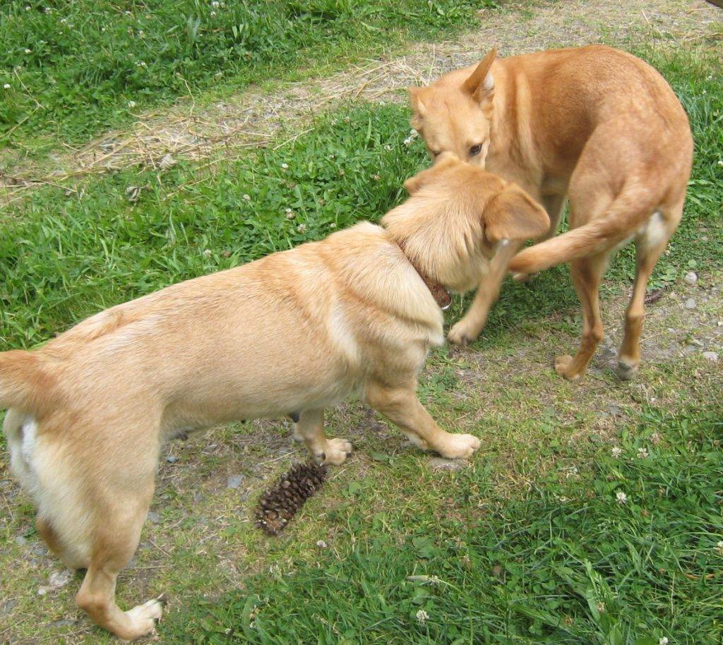 Порода собак чинук: фото, видео, описание породы и характер
