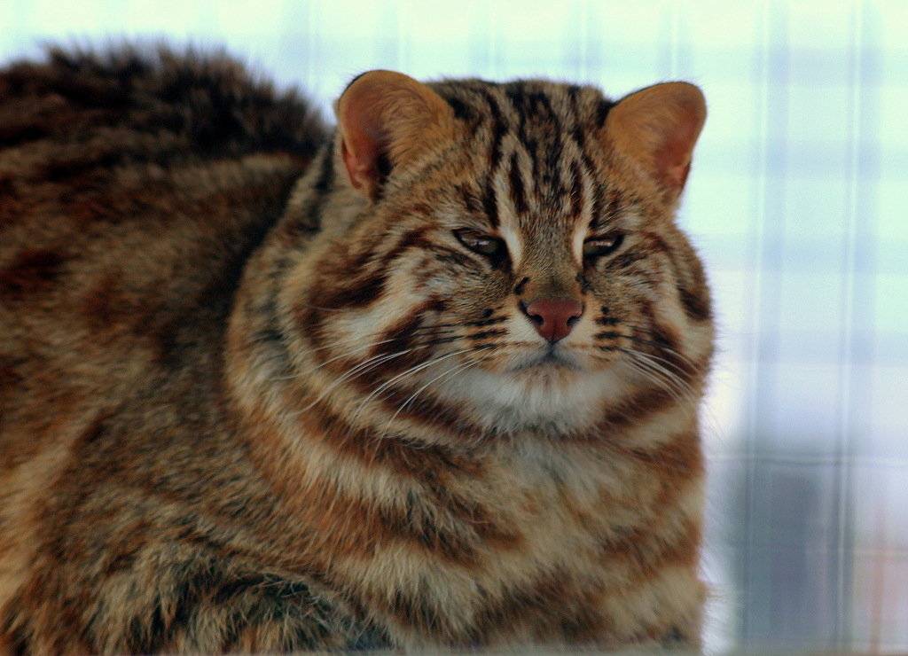 Амурский лесной кот (дальневосточный, леопардовый): описание, образ жизни