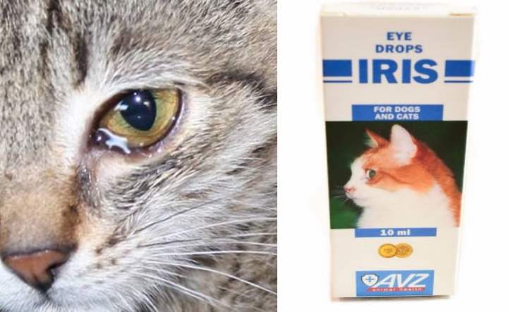 Глазные капли для кошек: бриллиантовые глаза, ирис, ципровет, барс и другие, обзор, отзывы
