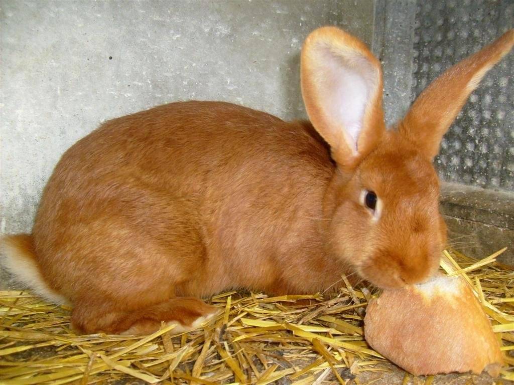 ᐉ бургундская порода кроликов: описание и характеристика - zooon.ru