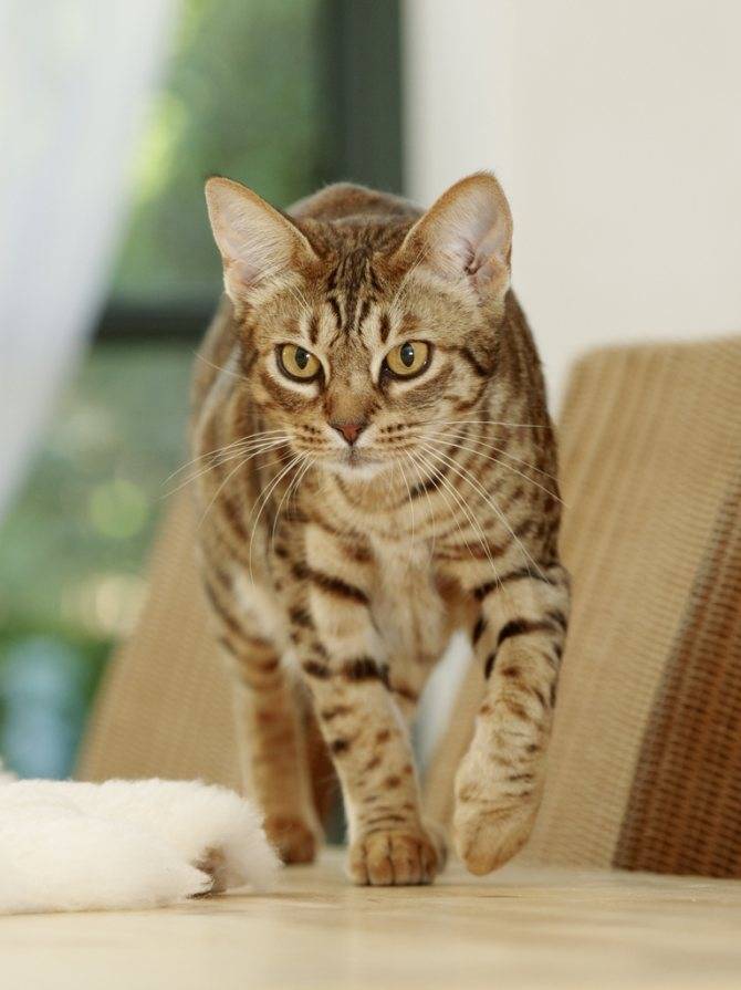 Кошка породы оцикет: характерные особенности, фото, где купить