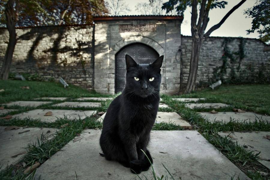 Приметы и суеверия про котов черного цвета
