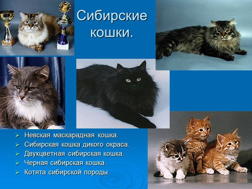 Сибирская кошка - 135 фото внешнего вида в обзоре породы от а до я