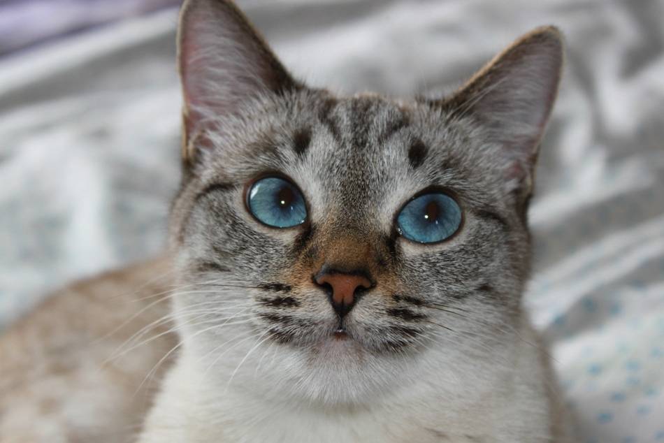 Тонкинская кошка (тонкинез): фото, цена, описание породы, окрасы и характер