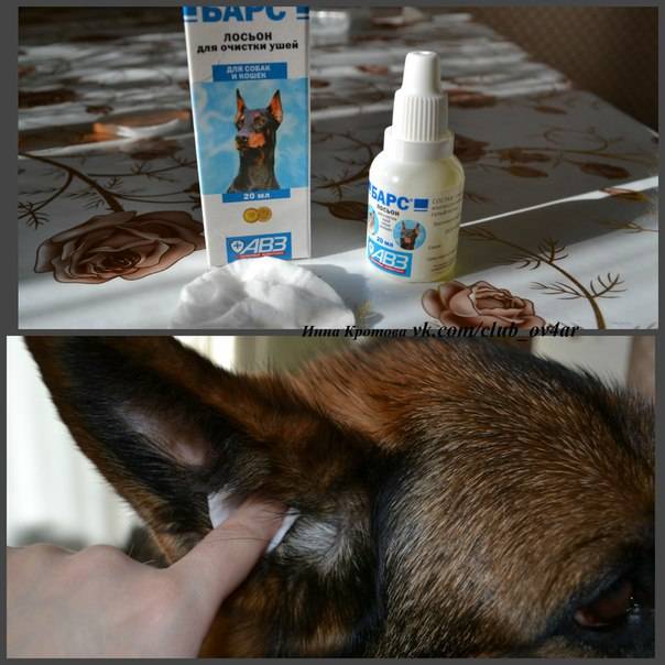 Росинка (лосьон для ушей) для собак и кошек | отзывы о применении препаратов для животных от ветеринаров и заводчиков