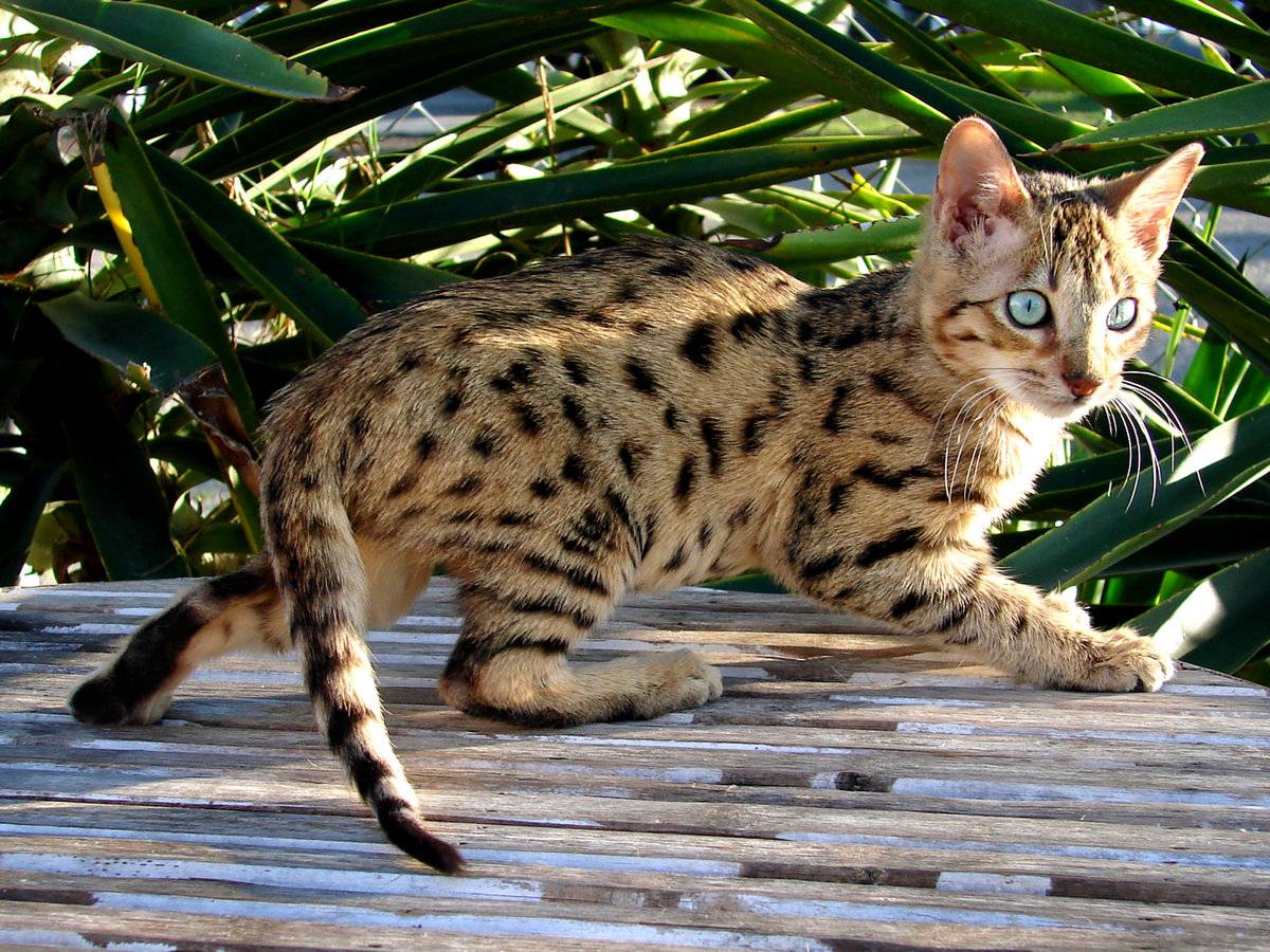 Знакомьтесь: кошка породы саванна