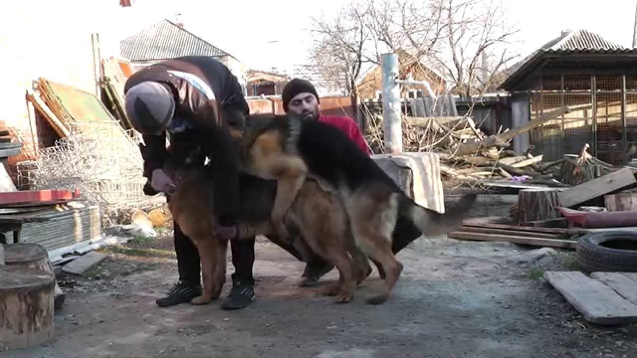 Течка у немецкой овчарки