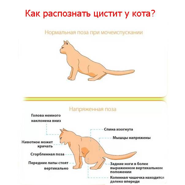 Основные болезни кошек и их симптомы