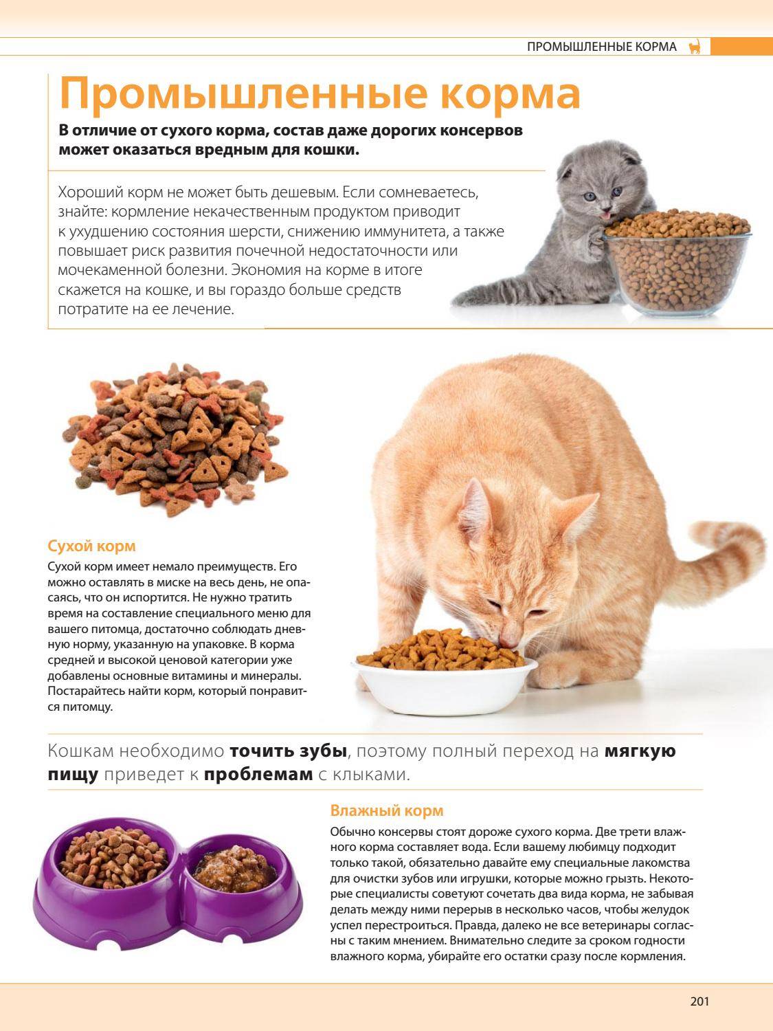 Как правильно кормить котят