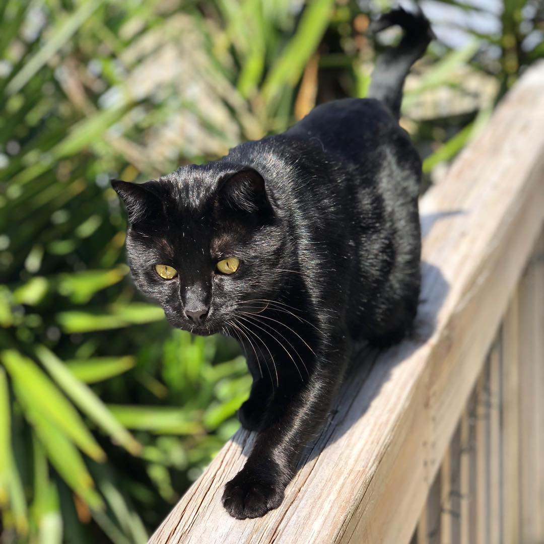 Чем привлекательна загадочная бомбейская кошка – миниатюрная пантера - мир кошек