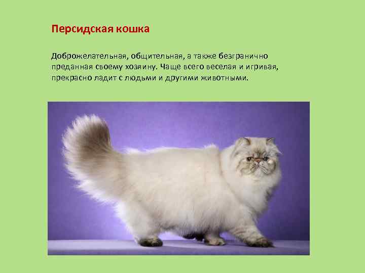Гималайские кошки: характеристика, разновидности, выбор и правила ухода
