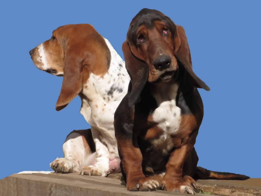 Бассет-хаунд - описание породы и характер собаки