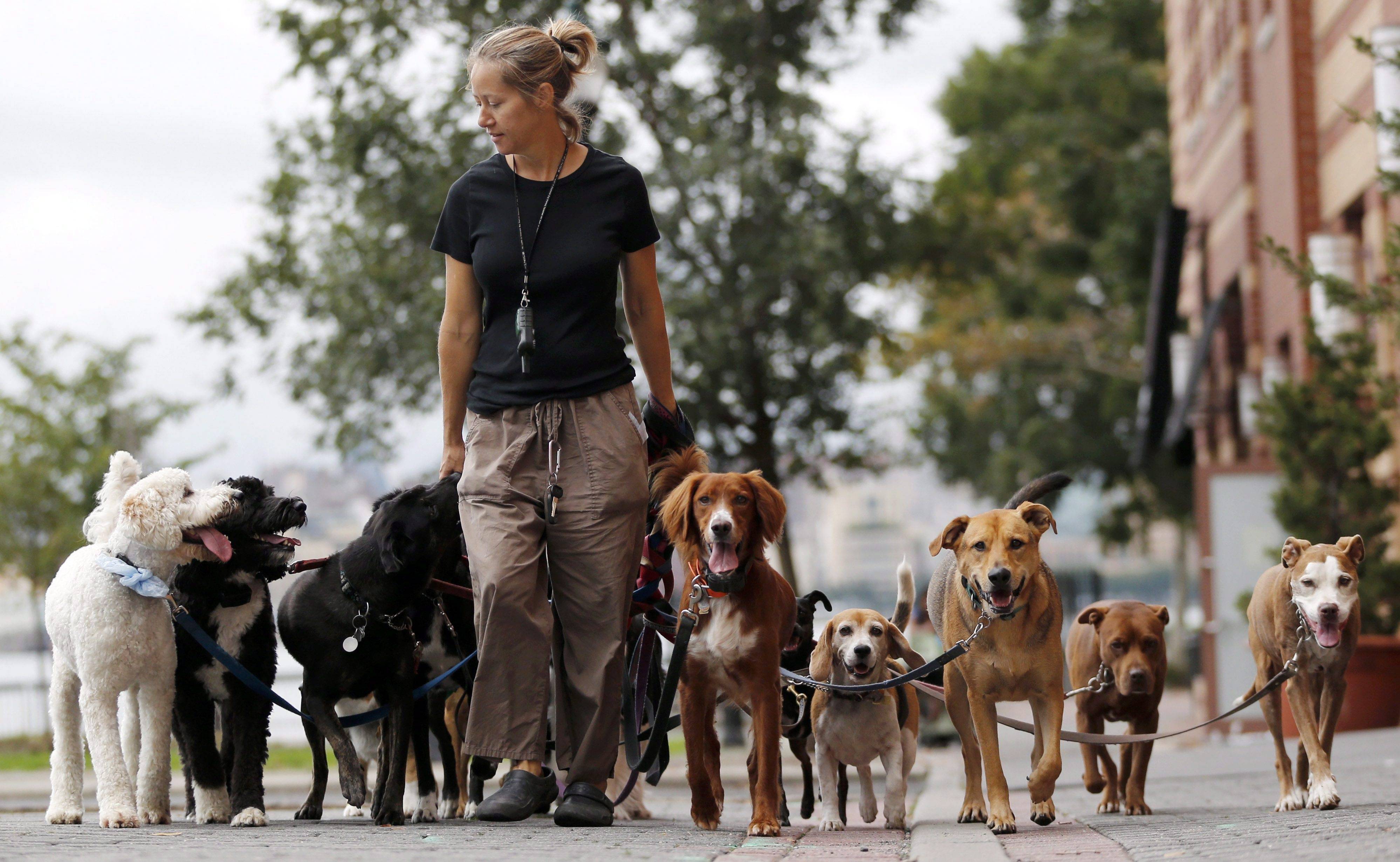 Когда можно выводить щенка на улицу: можно ли гулять после первой и второй прививки