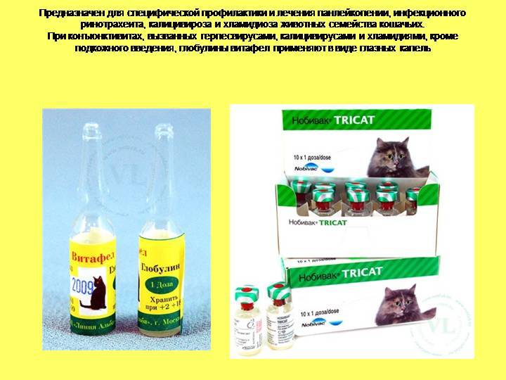 Симптомы и лечение ринотрахеита у кошек