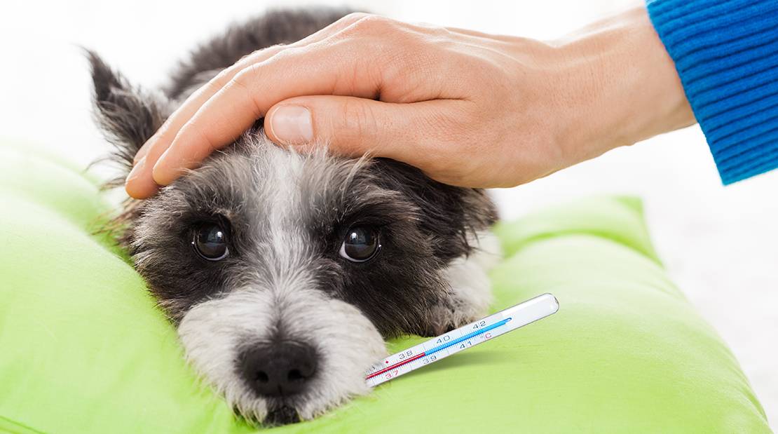 Температура у собаки: причины, первая помощь при гипертермии | блог ветклиники "беланта"