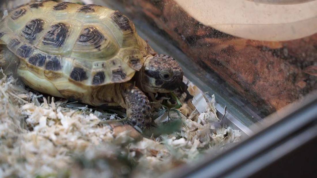 Среднеазиатская черепаха - содержание и уход в домашних условиях