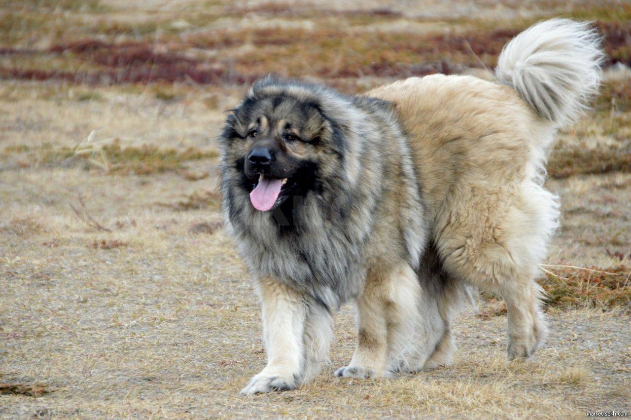 Волкодавы: все породы собак с фото и описанием, их характер и назначение