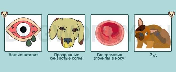 Почему собака чихает и фыркает: что-то попало в нос или есть опасное заболевание? помощь животному и необходимость обращения к ветеринару
